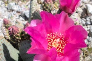 Anza-Borrego Desert SP, CA