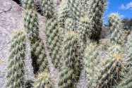 Anza-Borrego Desert SP, CA