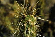 Anza-Borrego Desert SP, CA