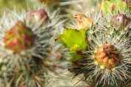 Anza-Borrego Desert SP, CA