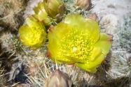 Anza-Borrego Desert SP, CA