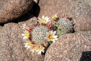 Anza-Borrego Desert SP, CA