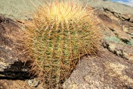 Anza-Borrego Desert SP, CA