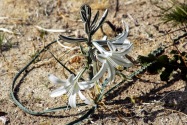 Anza-Borrego Desert SP, CA