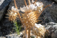 Anza-Borrego Desert SP, CA