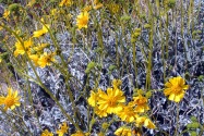 Anza-Borrego Desert SP, CA