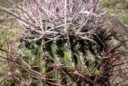 Anza-Borrego Desert SP, CA