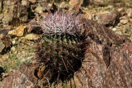 Anza-Borrego Desert SP, CA