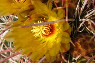 Anza-Borrego Desert SP, CA