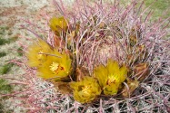 Anza-Borrego Desert SP, CA