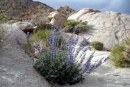 Anza-Borrego Desert SP, CA