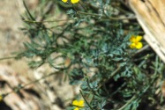 Anza-Borrego Desert SP, CA