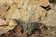 Anza-Borrego Desert SP, CA