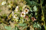Anza-Borrego Desert SP, CA