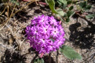 Anza-Borrego Desert SP, CA