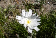 Anza-Borrego Desert SP, CA