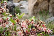 Anza-Borrego Desert SP, CA
