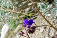 Anza-Borrego Desert SP, CA