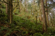 Silver Falls SP, OR