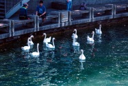 080-zurich