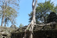 12-taprohm