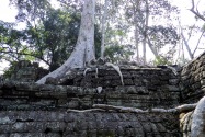 16-taprohm