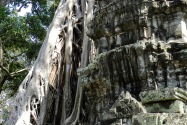 18-taprohm