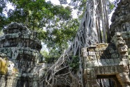 19-taprohm
