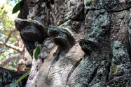 27-taprohm