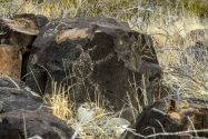 Three Rivers Petroglyph, NM