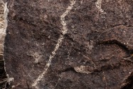 Three Rivers Petroglyph, NM