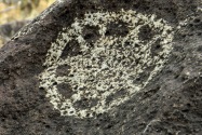 Three Rivers Petroglyph, NM