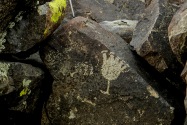 Three Rivers Petroglyph, NM