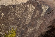 Three Rivers Petroglyph, NM