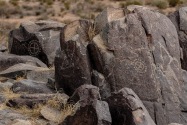 Three Rivers Petroglyph, NM