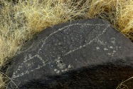 Three Rivers Petroglyph, NM