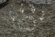Three Rivers Petroglyph, NM