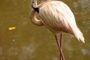 San Bernardo Isles
