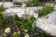 19-priene