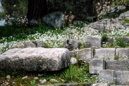 24-priene