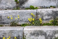 50-priene