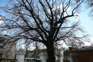 16-Chernihiv