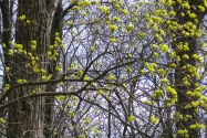 18-Chernihiv