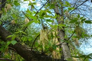 22-Chernihiv