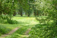 24-Chernihiv