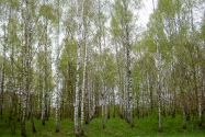53-Chernihiv
