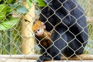 171-cucphuonnp