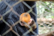 172-cucphuonnp