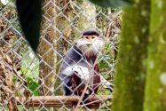 173-cucphuonnp