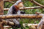 174-cucphuonnp